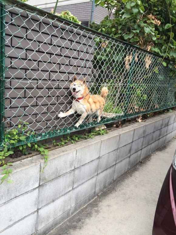 And this shiba who thought he could get through this fence.