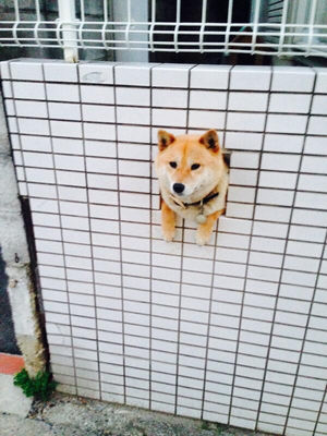 This shiba who wanted to say hey, hi, what's up? Hello.