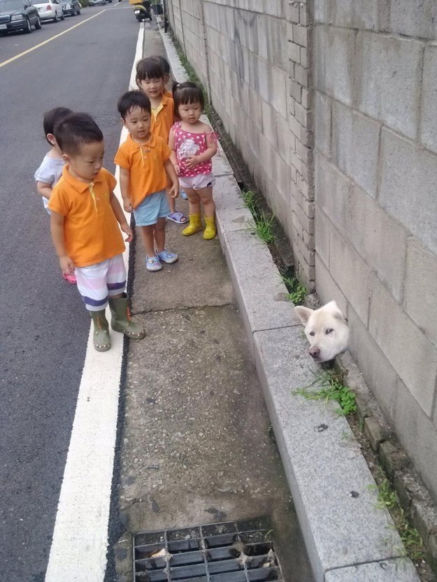 And this shiba cousin who got stuck trying to tell these kids the truth about Santa.
