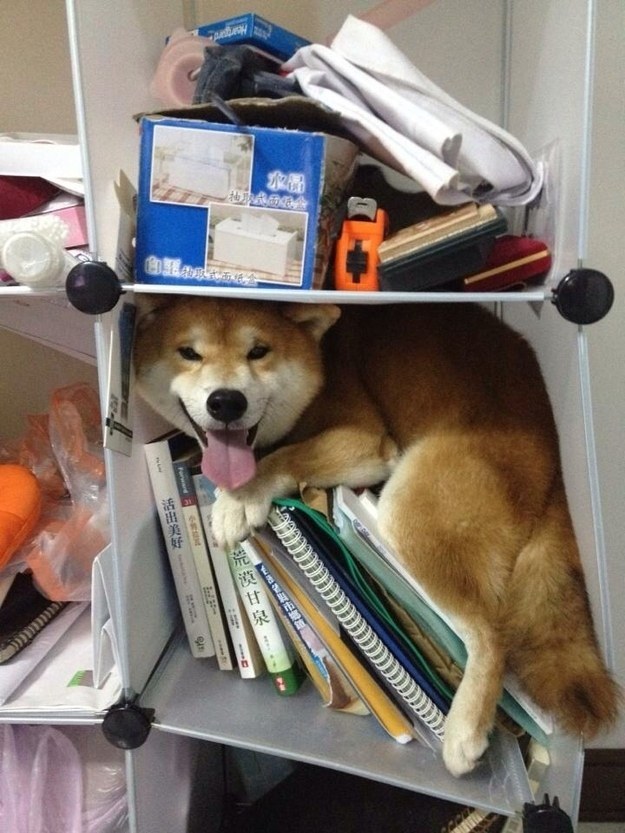 This shiba who just loves books, OK? Lay off her!