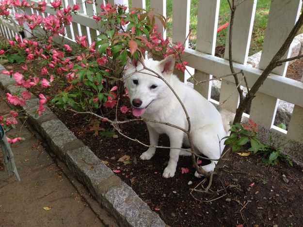 This shiba who won't admit it but she's caught between the bush and fence and doesn't know what to do about it.