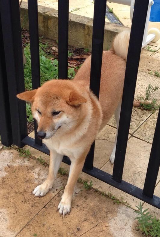 This shiba who forgot her head was significantly smaller than her body.