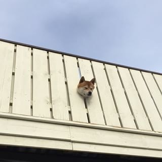 This shiba who has limited himself to the life of a watchdog.