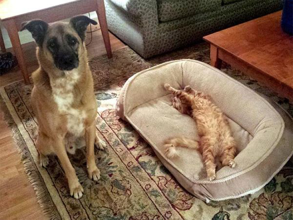 cats-stealding-dogs-beds-7