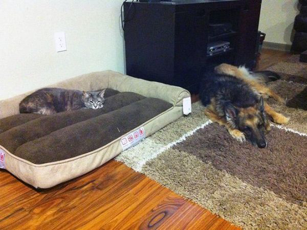cats-stealding-dogs-beds-2