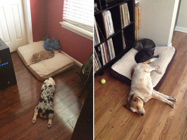 cats-stealding-dogs-beds-3
