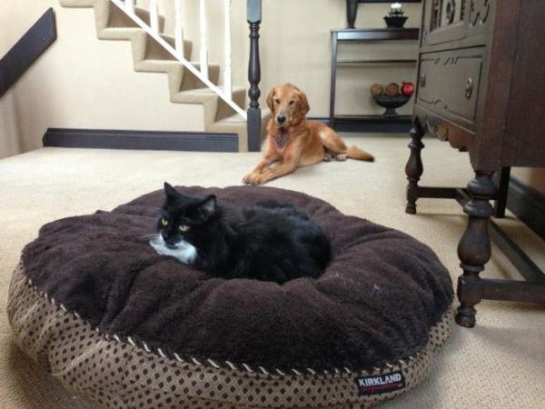 cats-stealding-dogs-beds-5