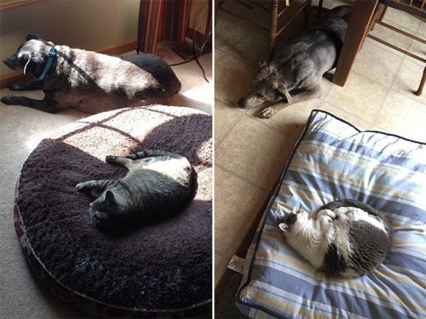 cats-stealding-dogs-beds-6