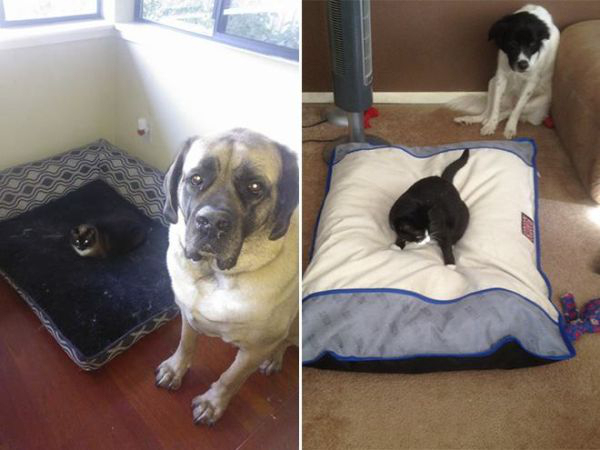 cats-stealding-dogs-beds-13