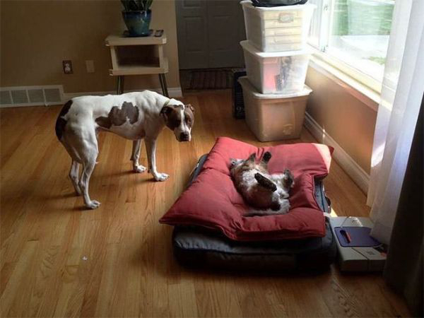 cats-stealding-dogs-beds-1