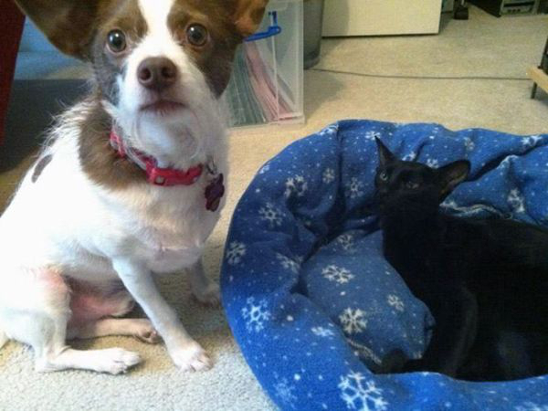 cats-stealding-dogs-beds-9