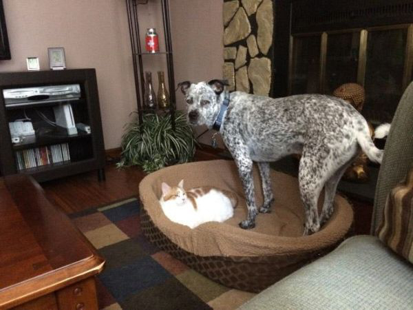 cats-stealding-dogs-beds-10