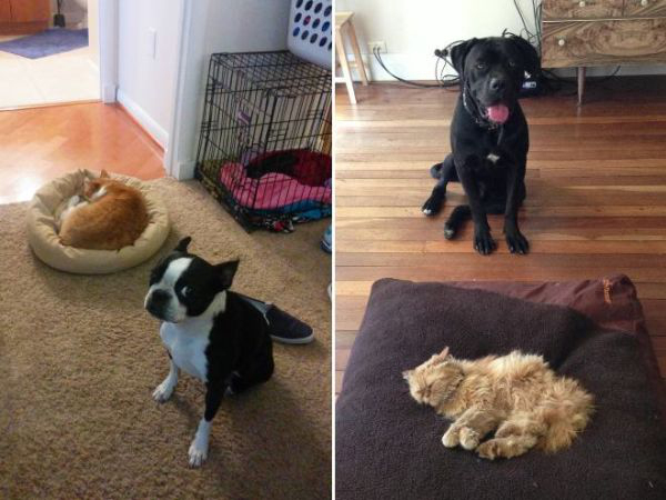 cats-stealding-dogs-beds-11