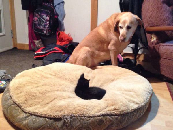 cats-stealding-dogs-beds-12