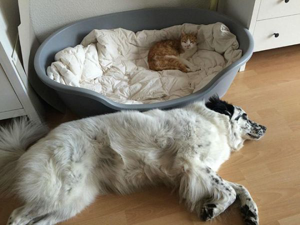 cats-stealding-dogs-beds-14