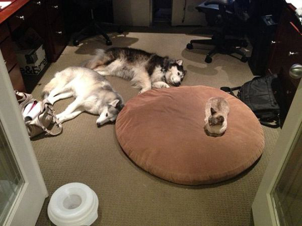 cats-stealding-dogs-beds-15