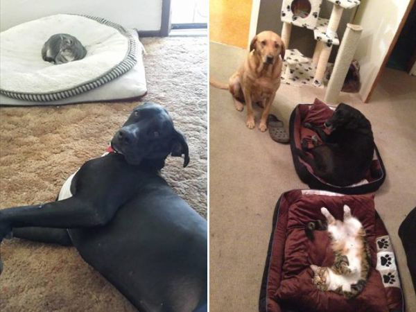 cats-stealding-dogs-beds-16