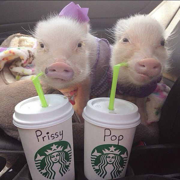 Cute-Mini-Pigs-Will-Warm-Your-Heart.-Theyre-so-Fashionable-08