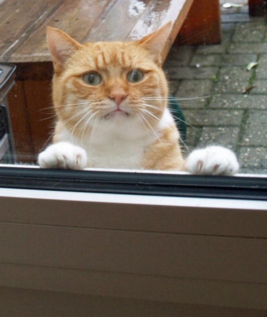 Let me in PLEASE.