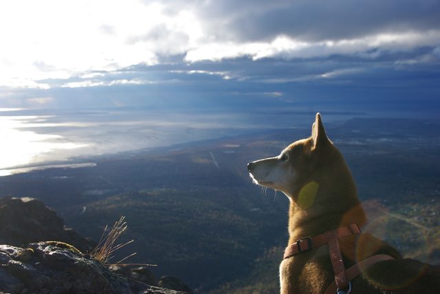 My shiba inu and I live in Alaska. Here he is on a walk today acting majestic overlooking the Pacific Ocean. [OC]