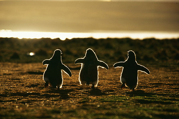 Penguins Chicks