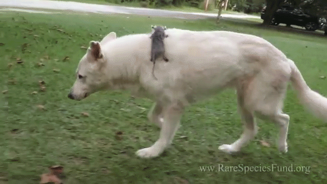This has got to be the cutest piggyback ride I've ever seen.