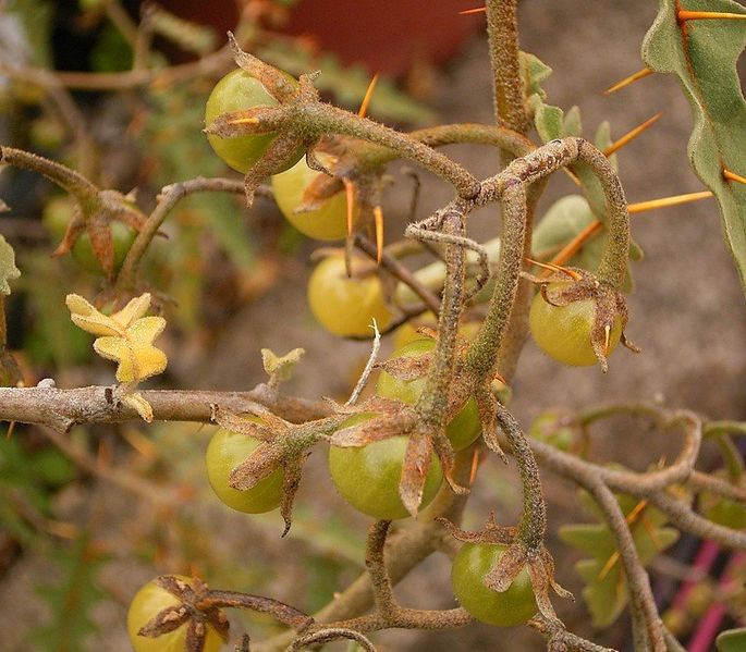File:Solanum pyracanthum 05 ies.jpg