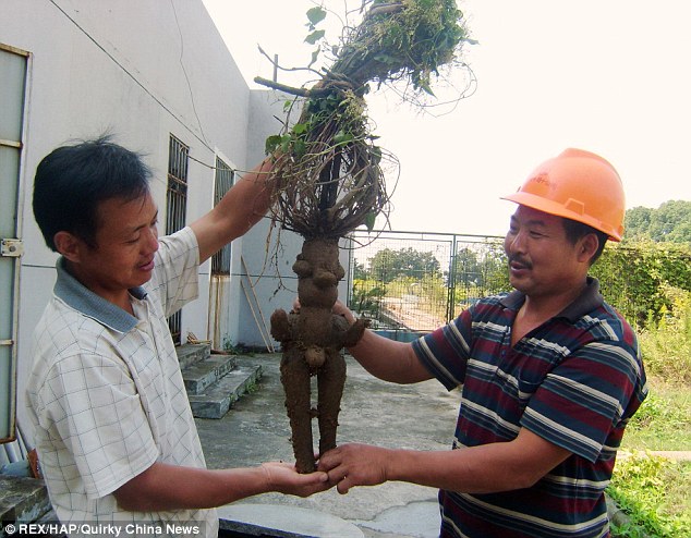 Chuckle: The workers show off the root that looks just like a nude man