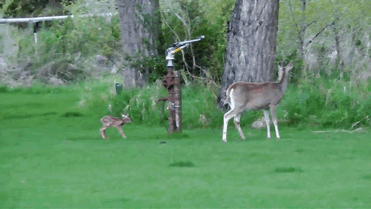 man-saves-injured-baby-deer-animal-friendship-7