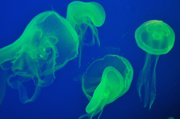 Peeing on a jellyfish sting makes it feel better

According to lab tests, urine can actually make the pain of a jellyfish sting even worse. There is nothing good that can come from being peed on.  Well, this just took a weird turn. Let's move on.