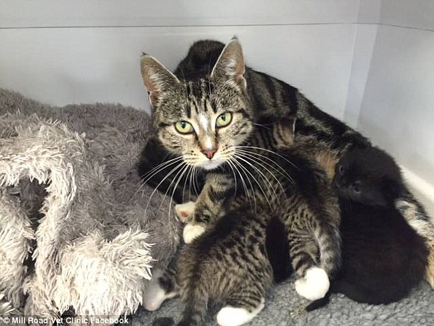 'A very happy reunion!' Staff took in the kittens and more than ready to nurture them themselves, but later discovered an adult tabby loitering outside trying to sneak in. The nurses discovered she was a feeding mother and the 'penny dropped'. They introduced her to the abandoned kittens and the bond was instant