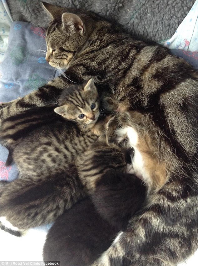 Lost and found: Staff said the mother had probably been prowling all night looking for her 'kidnapped' kittens