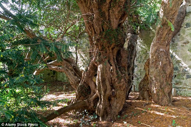 Ancient: The gnarled tree is situated in an old church yard, and is difficult to age because its heartwood - the wood in the centre of the tree - has long rotted away