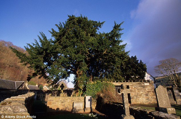 Berry nice! The Fortingall Yew, in Perthshire, Scotland, has for hundreds of years been recorded as 'male', meaning it produces pollen, whereas female yews produce red berries