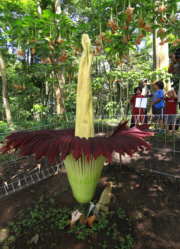 The corpse plant, whose Latin name translates to "misshapen penis" and smells like rotting meat.