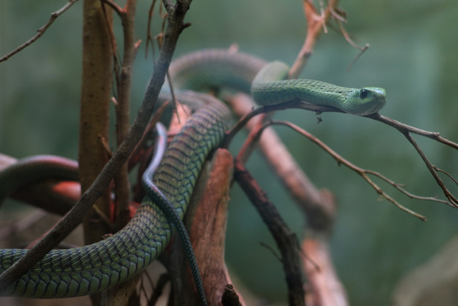 He believed the creature to be an African venomous snake, possibly a boomslang. It was difficult to identify because of an atypical marking.
