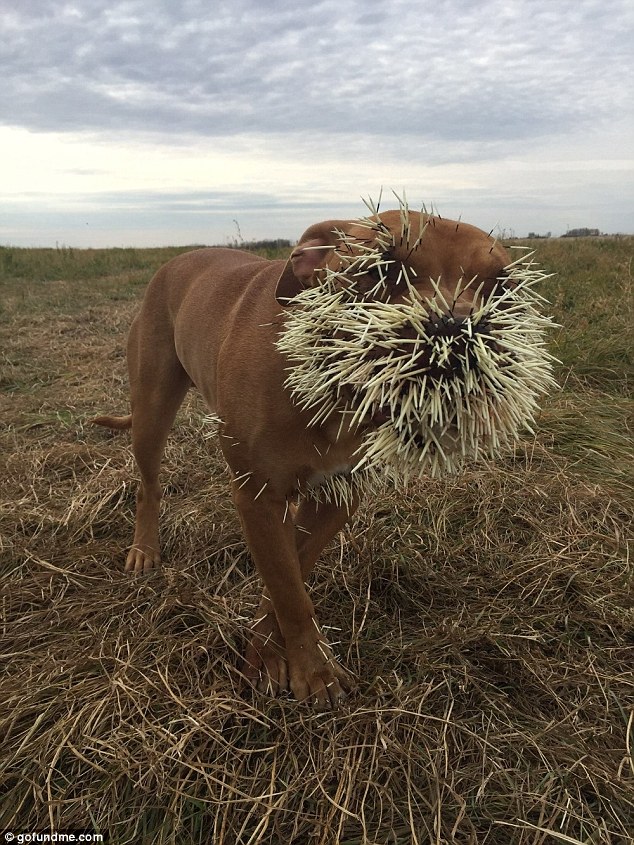 Ouch: Mahalo was out playing with two other dogs in Saskatchewan, Canada - which shares a border with Montana in the south - when they encountered the spiky animal and were all attacked