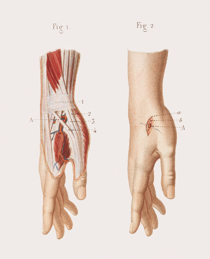 Musculature and blood supply of the wrist and hand.