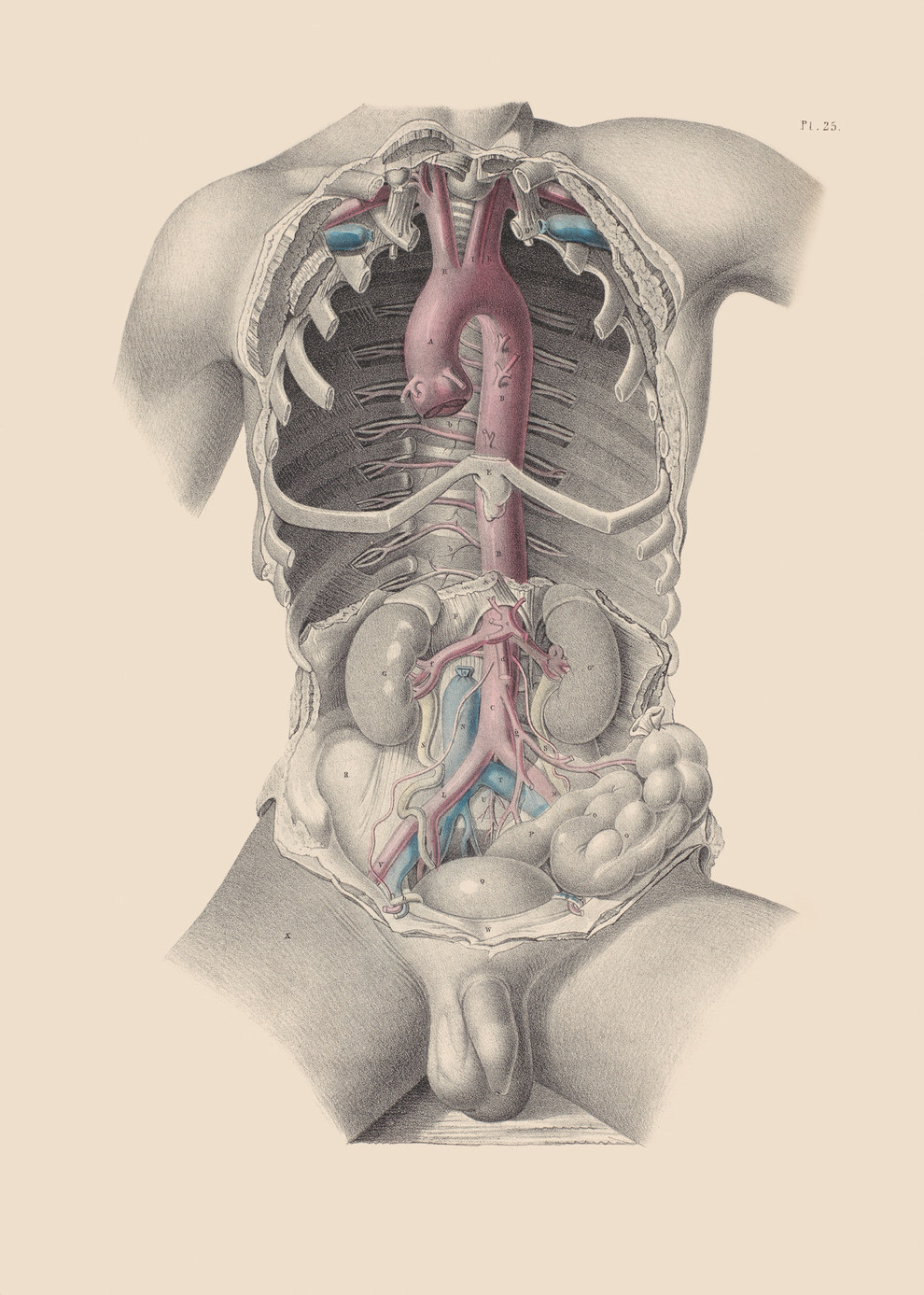 Dissection showing the aorta and the major arteries of the thorax (the bit inside the ribcage) and abdomen.