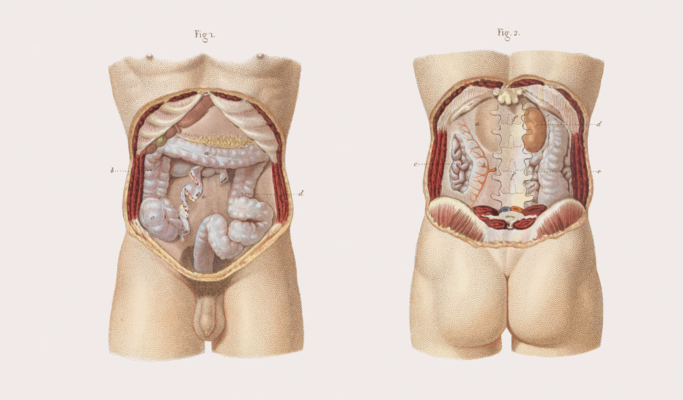 Anatomy of the large intestine, front and back.