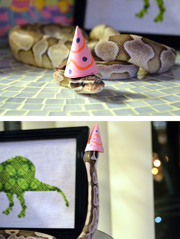 Today Was My Ball Python's First Birthday, So I Made Him A Little Party Hat