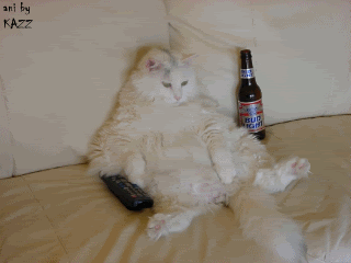 cat drinking beer couch potato
