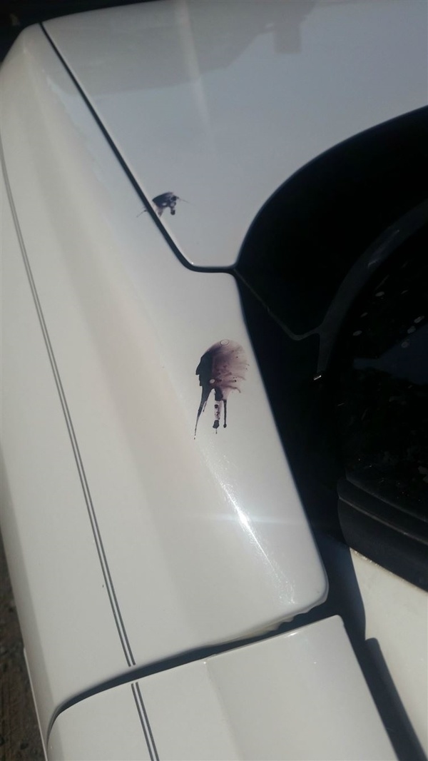 The bird poop that looks like a Native American chief.