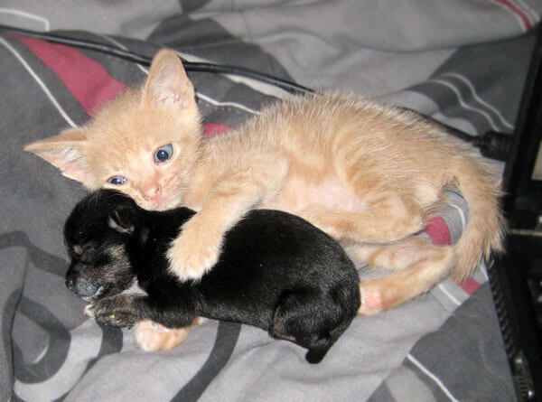 kitten adopts puppy 3
