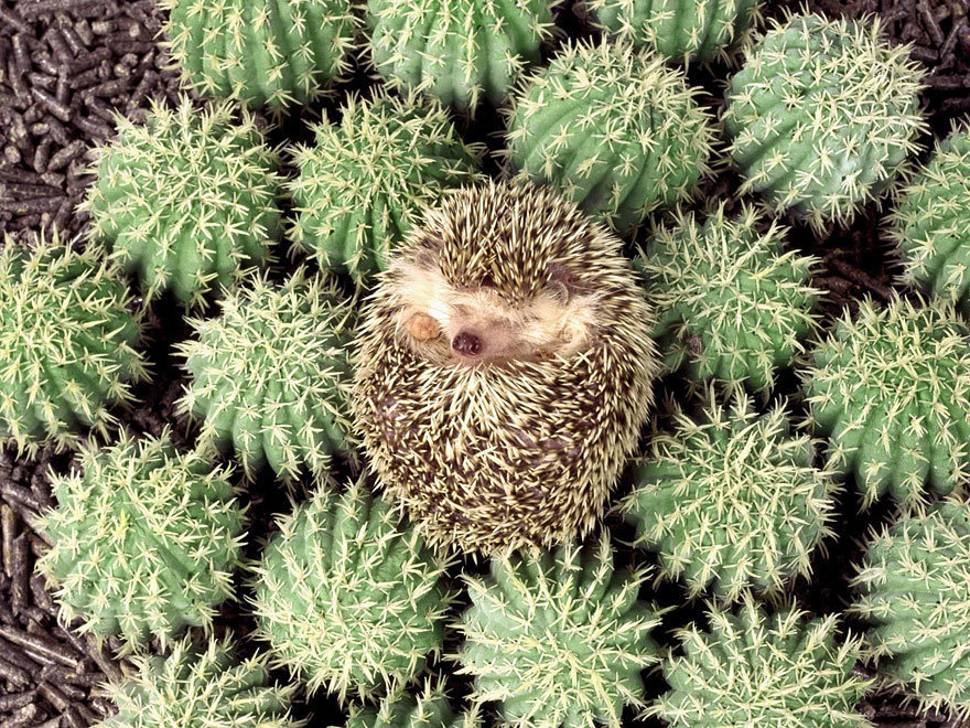 A prickly bit of adorable camouflage.