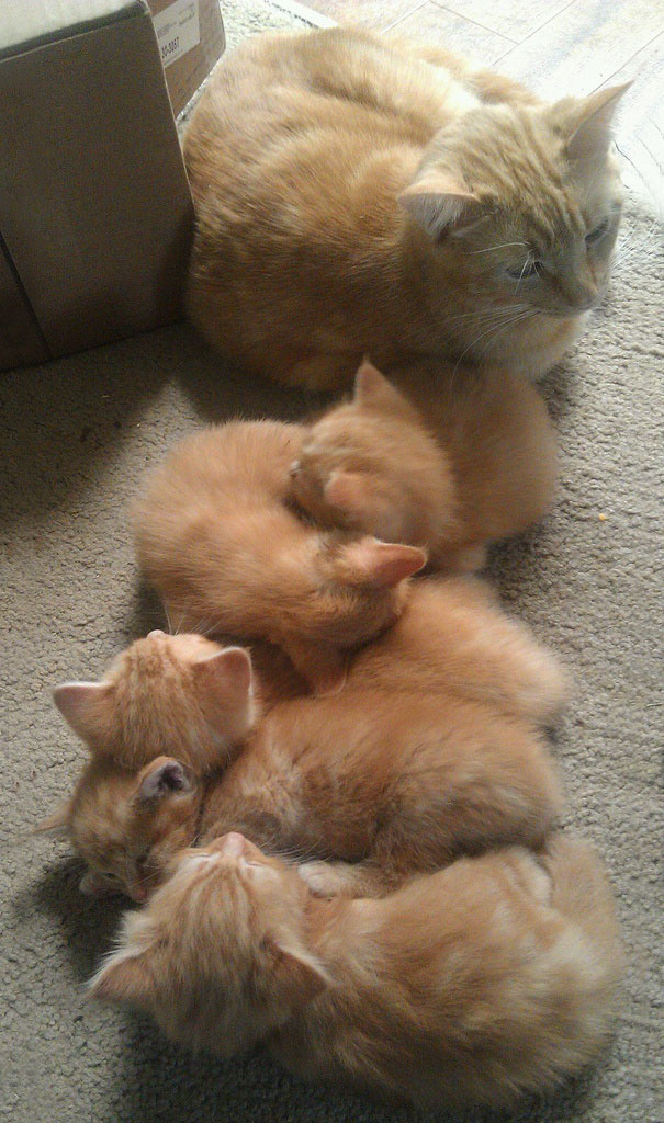 Mom Cat With Her Orange Tabby Kittens