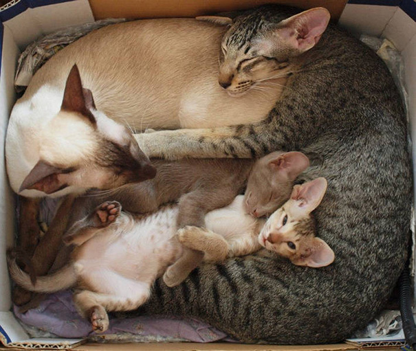 Here's Another Cute Cat Family For You