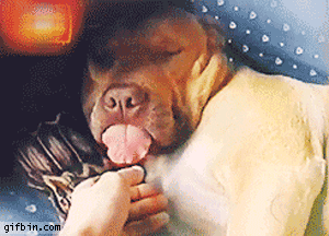 1321035975 dog sleeps with tongue out5 Sleeping dogs with faces only a mother could love (25 Photos)