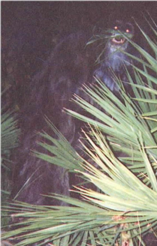 In 2000, two photographs said to be of a 'Skunk Ape' were taken by an anonymous woman and mailed to the Sarasota County, Florida, Sheriff’s Department. The photographs were accompanied by a letter from the woman in which she claims to have photographed an ape in her backyard. People claim that it's a black bear, but it doesn't share a resemblance.