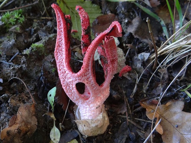 The fungus grows from an off-white egg...erupting into bright red zombie fingers.